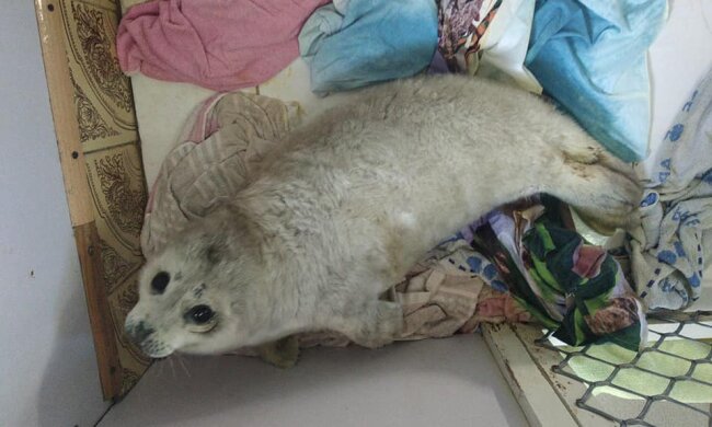 Тюлень Нелли / фото: facebook.com/sealrehab/