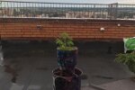 По-королевски: копы поймали мужчину, который превратил девятиэтажку на огород с "чудо-растениями"