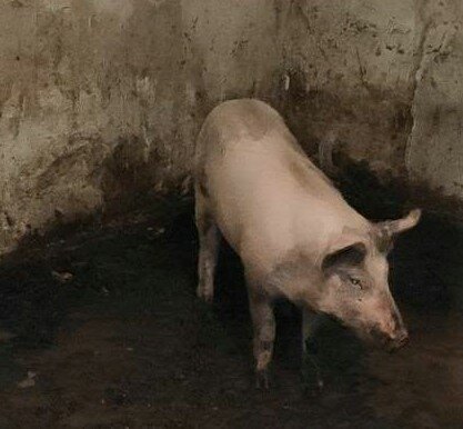 В Киеве горе-бизнесмены устроили жуткий "концлагерь" для свиней, жуткие кадры подвальной фермы возмутили украинцев
