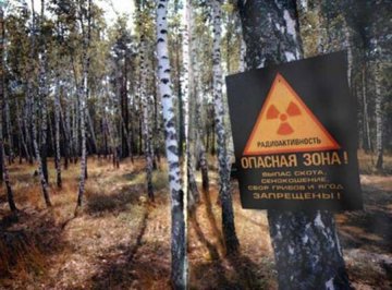 Чорнобильські ліси вирубуватимуть на продаж
