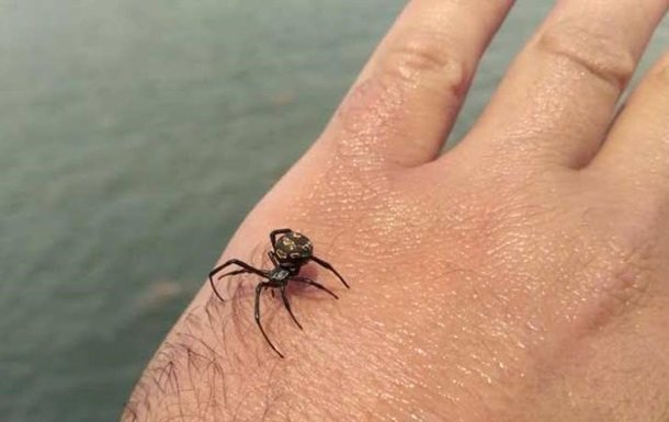 "Чорна вдова" отруїла жертву в реанімацію: павуки-вбивці атакують людей, будьте напоготові