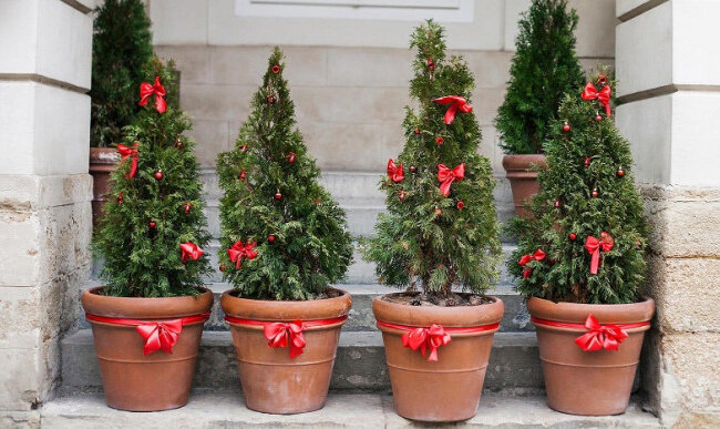 Ялинка в горщику