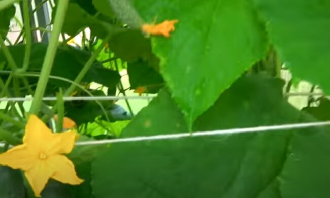 Как вырастить вкусные огурцы: советы огородников