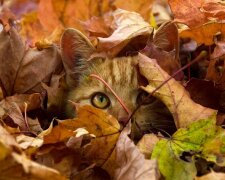 Котик, Pinterest