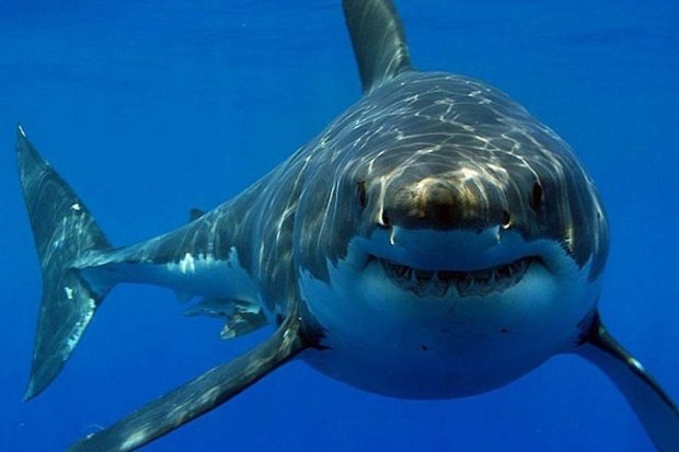 Вчені знайшли новий вид акул, а він уже вимер: як же так