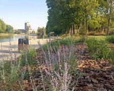 Засів газону у Львові