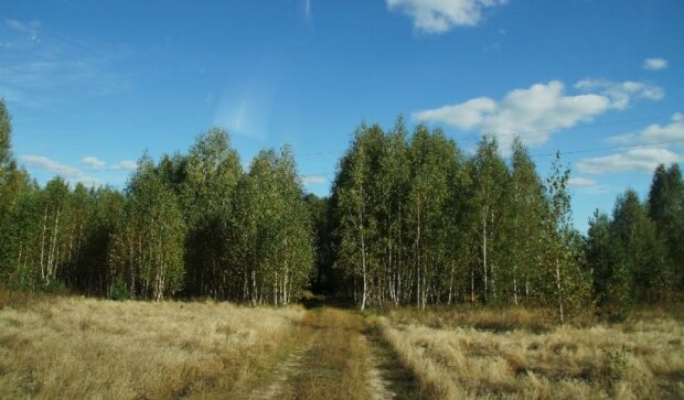 Тысячу гектаров черниговского леса вернули в госсобственность