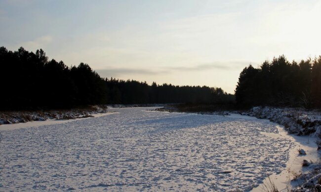 Чернобыльский лес, скриншот: Facebook