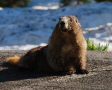 День бабака