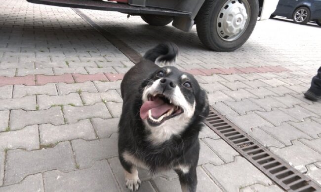 У Франківську рятувальники прихистили безпритульного собаку, фото: Суспільне