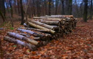 Дрова, зображення: Pexels