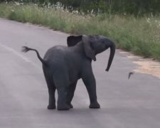 Набирає популярності відео зі слоненям, що грається з ластівками (відео)