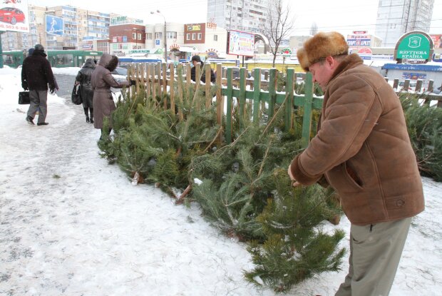 Новый год на носу: сколько зеленых красавиц на Прикарпатье отправят "на гильотину"