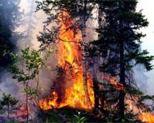 Українським лісам загрожує катастрофа без держфінасування