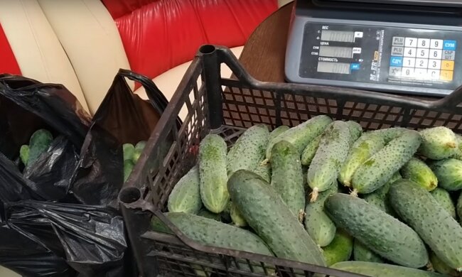 огурцы, скриншот из видео