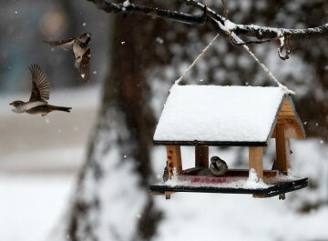 мокрий сніг, фото: reuters