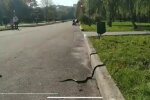 Тернопільський парк заполонили чорні змії - люди не перешкода