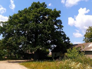 дуб, ілюстративне фото znaj.ua