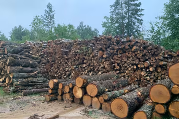 вирубка лісів, деревина, кругляк \\ фото Держекоінспекція