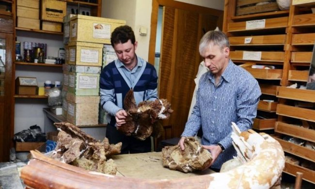 Археологи розкопали нового динозавра