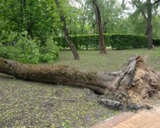 ураган в Черниговской области, фото с соцсетей