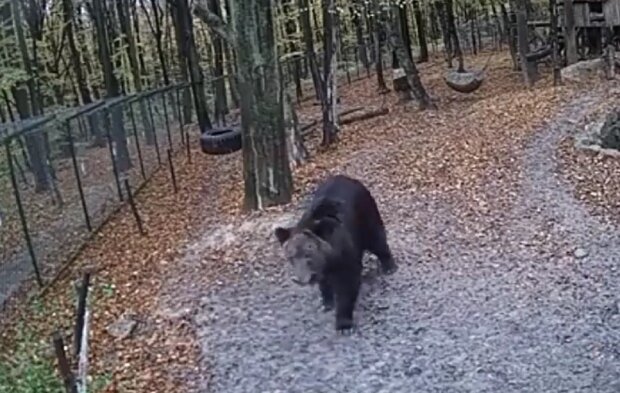 Ведмідь світ, кадр з відео: Facebook Eco-Halych: Wildlife Rehab Реабілітація дикої природи