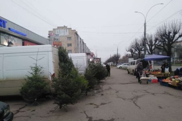 В Черновцах начали продавать пушистых красавиц, Новый год на носу