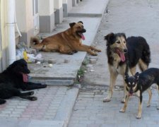 Нечеловеческий поступок: киевлян возмутили хозяева лабрадора