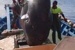 Скрін, Instagram відео Риба-Сонце