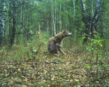 В Чернобыле хищников косит странная болезнь: чешутся и страдают