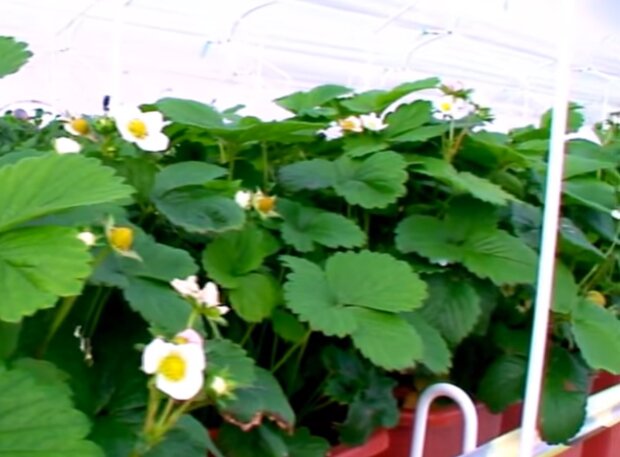 Выращивании ягод клубники (земляники) на гидропонике круглый год в помещениях