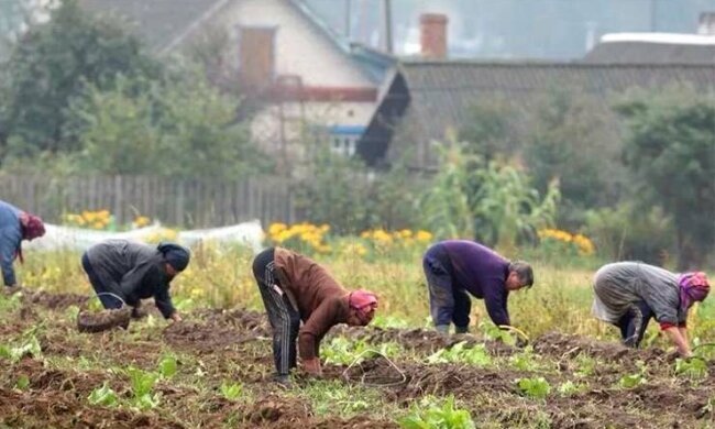 жанки працюють на городі, ілюстративне фото з вільних джерел
