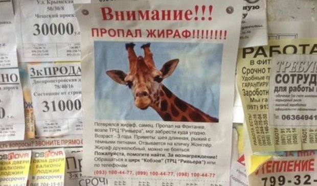 Жирафа-беглеца разыскивают в Одессе