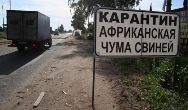 В трьох селах Одеської області ввели карантин через африканську чуму свиней