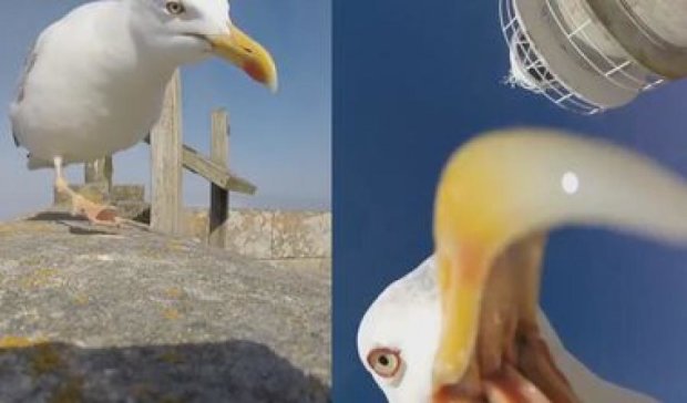 В Іспанії у туристів відеокамеру поцупила чайка (відео)