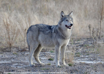Вовк, facebook.com/zapovidnyk2018