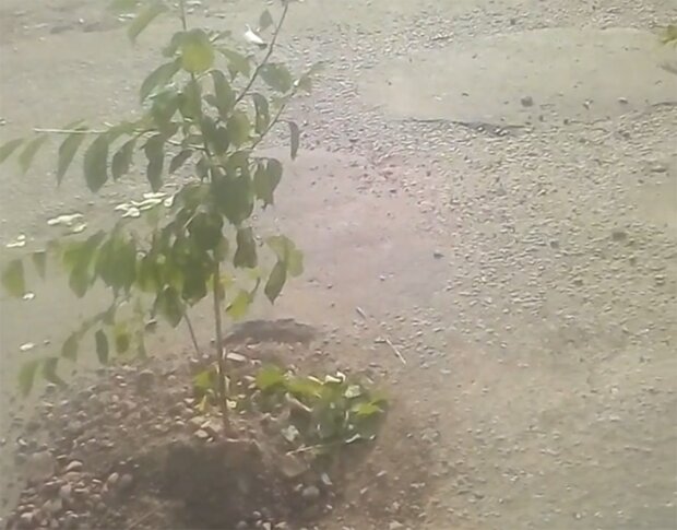 В ямах высадили деревья, скриншот с видео