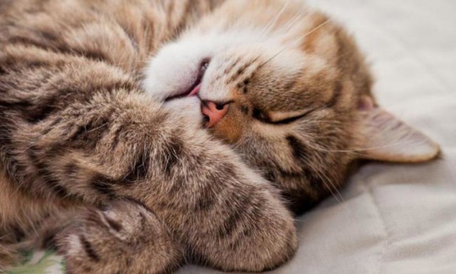 Вся правда про еволюцію кішок і небезпеку картоплі-фрі: відео