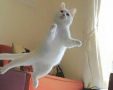 Танцующая кошка покорила Twitter
