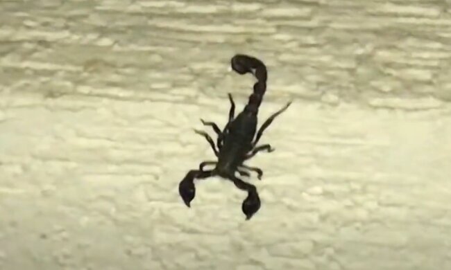 Скорпион, скриншот: Youtube