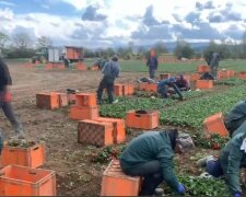 заробітчани, вкрін з відео