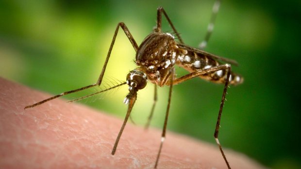 Львовский бизнесмен впал в кому после укуса комара: может случится с каждым