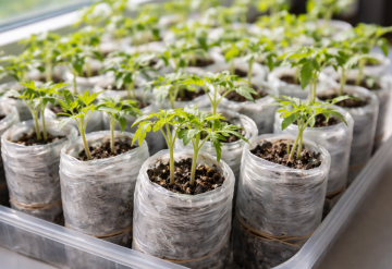 Рассада, изображение: Знай.ua