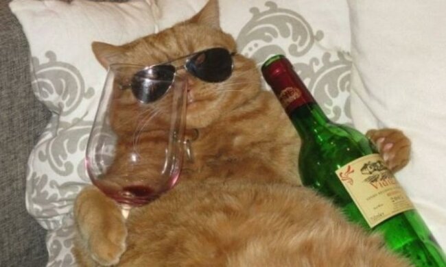 Американці придумали вино для котів