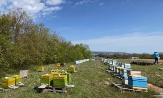 Пьяные пчелы убивают трезвых – на Волыни пасечники бьют тревогу из-за новичка-пчеловода