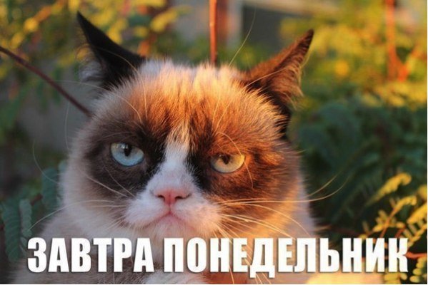 В Сети вспоминают лучшие мемы с Grumpy Cat