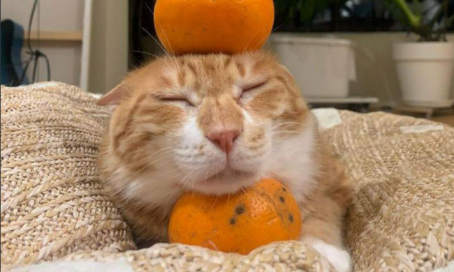 Мандарини, зображення з вільних джерел