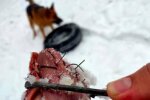 "Мясо" для собак / фото: Facebook