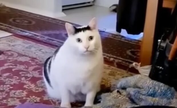 Кіт Бендер, скріншот: Youtube