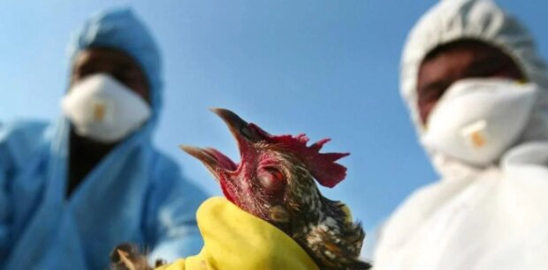Пташиний грип: хвороба, симптоми, лікування, 24tv.ua